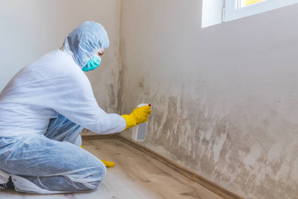 Licensed Mold Removal service in Woodbridge, NJ - Car Mold Remediation