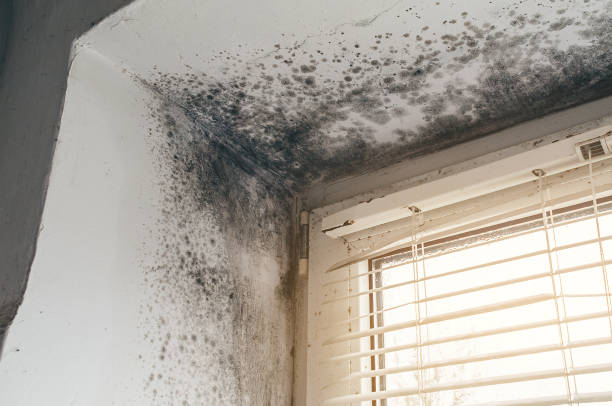 Affordable Mold Removal solutions in Woodbridge, NJ